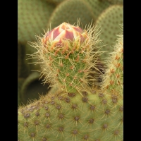 Opuntia Scheerii (fam Cactacees) (Mexique) (03)
